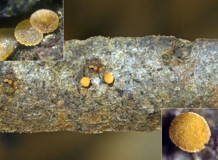 macrostoma