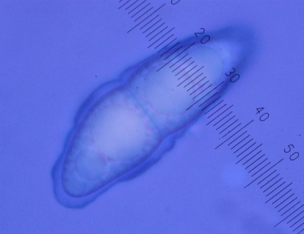 macrostoma