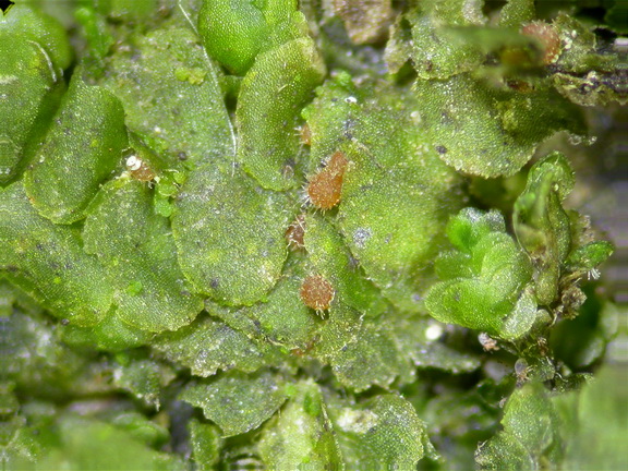 macrostoma