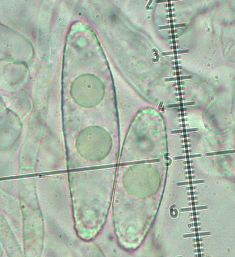 macrostoma
