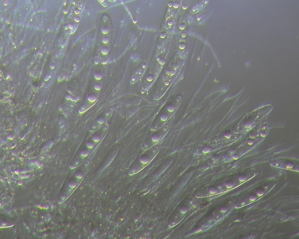 macrostoma