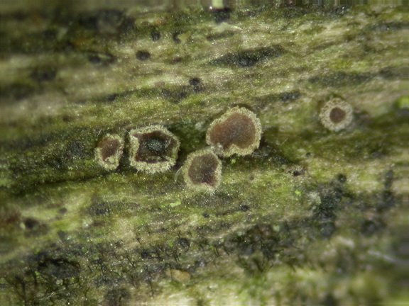 macrostoma