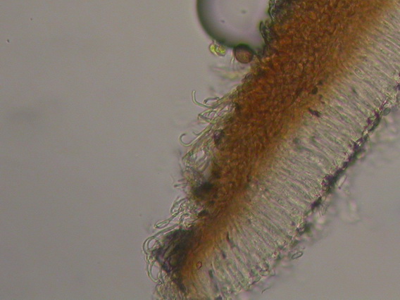 macrostoma