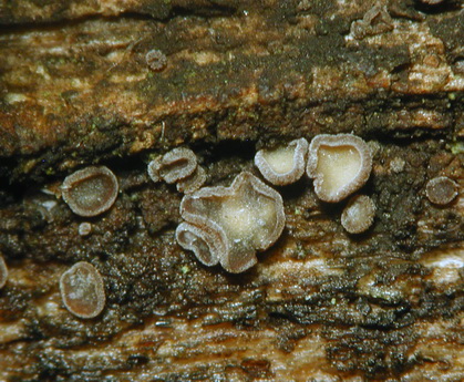 macrostoma