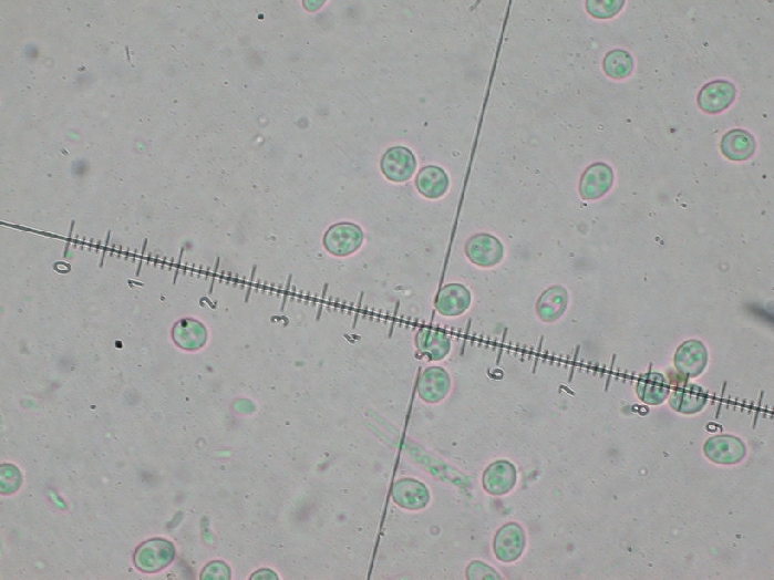 macrostoma