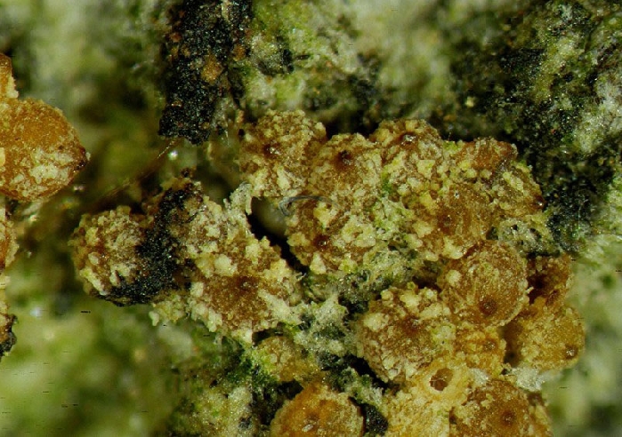 macrostoma