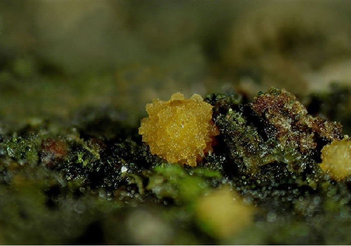 macrostoma