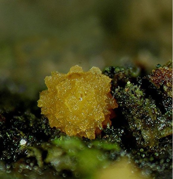 macrostoma