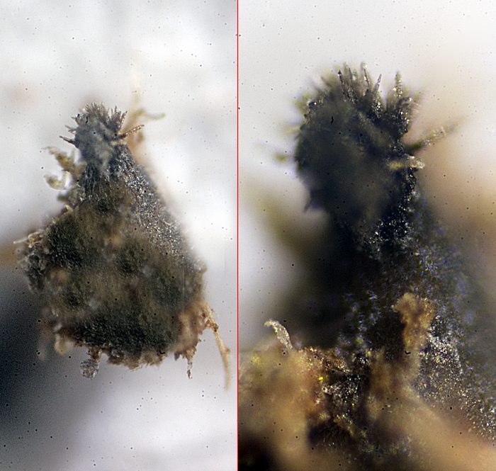 macrostoma