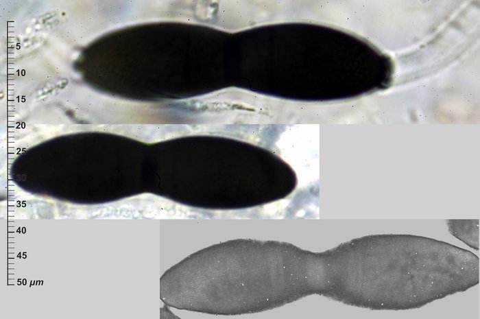 macrostoma