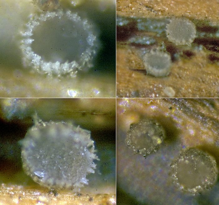 macrostoma