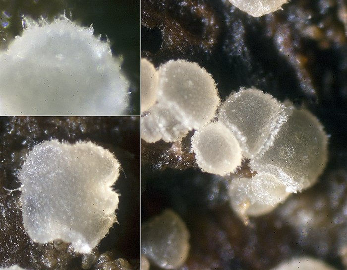 macrostoma