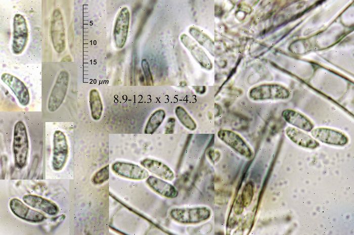 macrostoma
