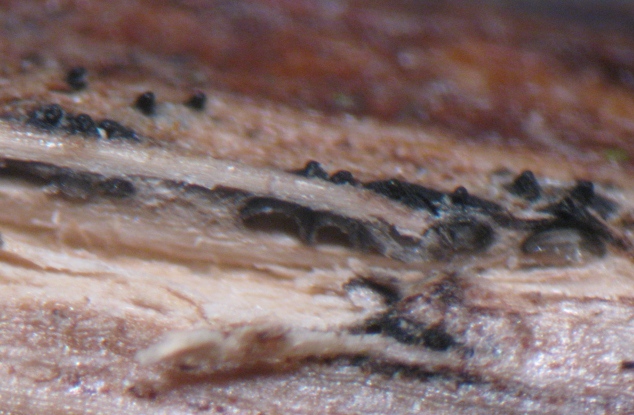macrostoma