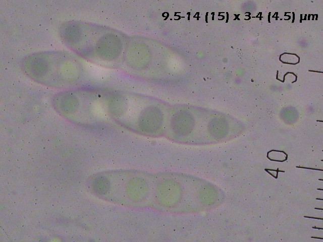 macrostoma
