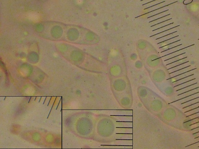 macrostoma