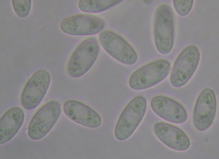 macrostoma