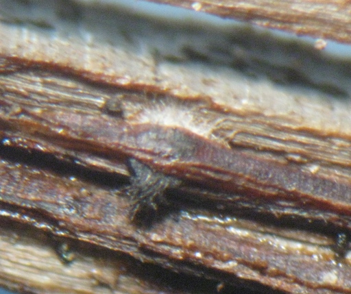 macrostoma