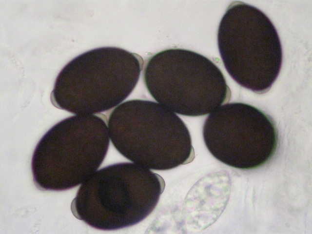 macrostoma