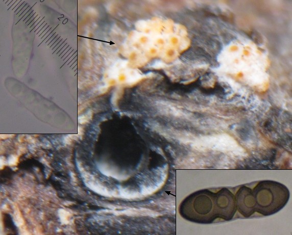 macrostoma