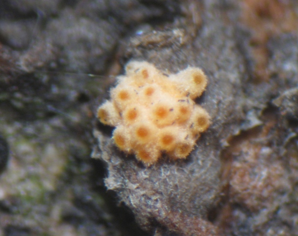 macrostoma