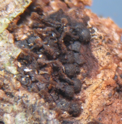 macrostoma