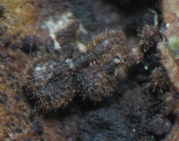 macrostoma