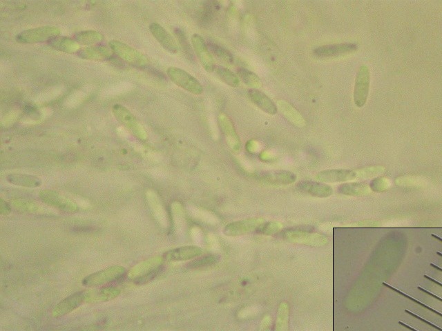 macrostoma