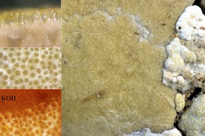 macrostoma