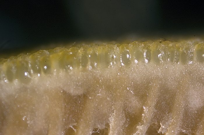 macrostoma