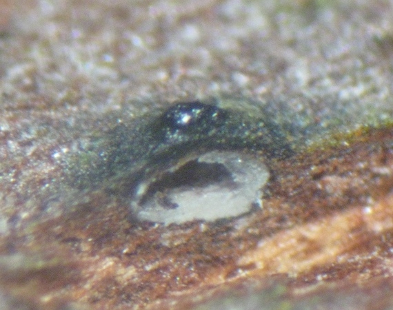 macrostoma