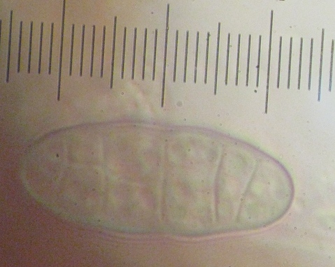 macrostoma