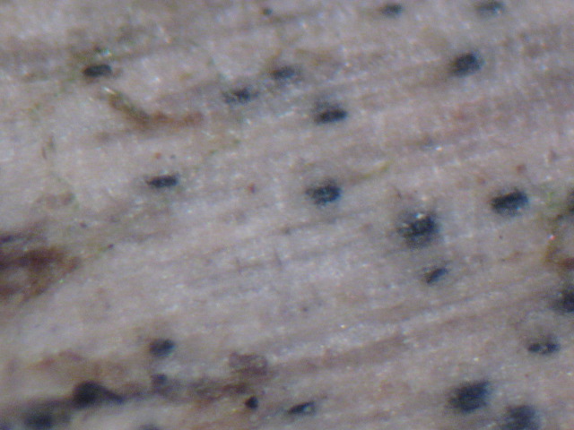 macrostoma