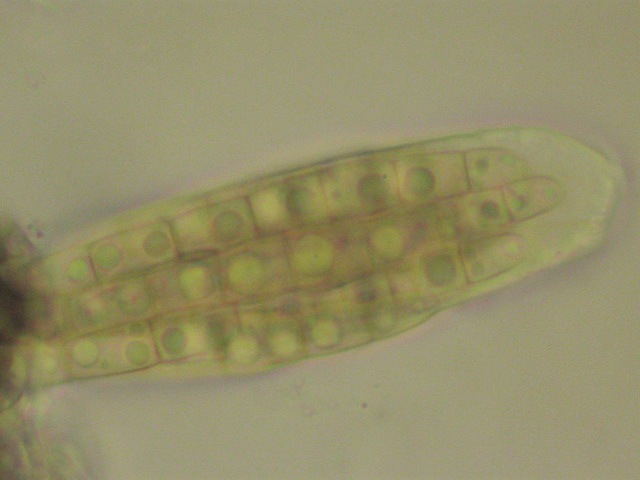 macrostoma