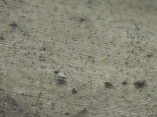 macrostoma
