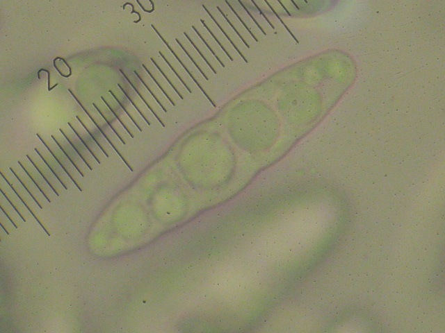 macrostoma
