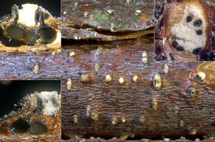 macrostoma