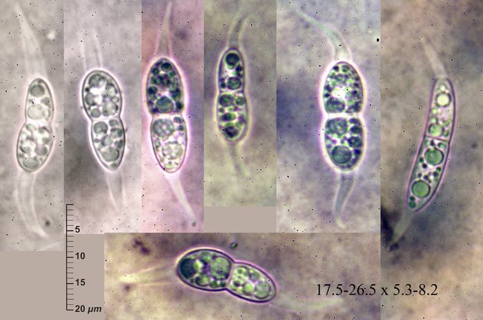 macrostoma