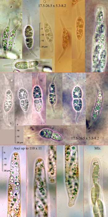 macrostoma