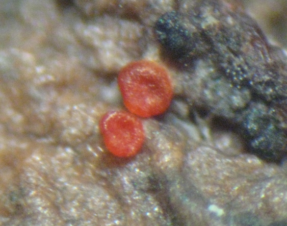 macrostoma