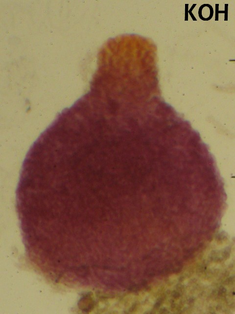 macrostoma