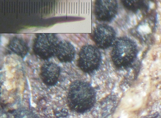 macrostoma