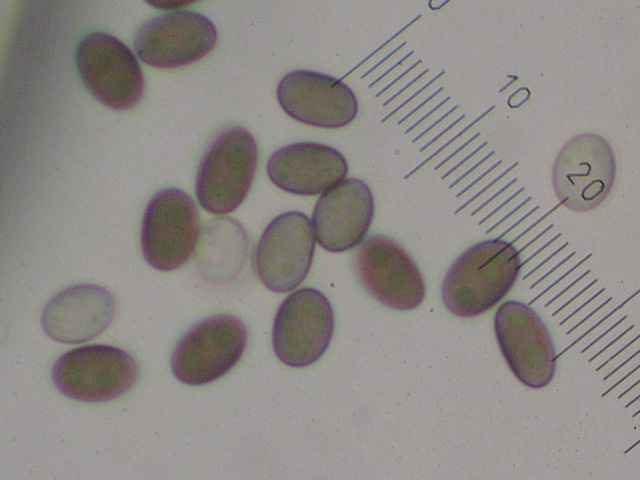 macrostoma