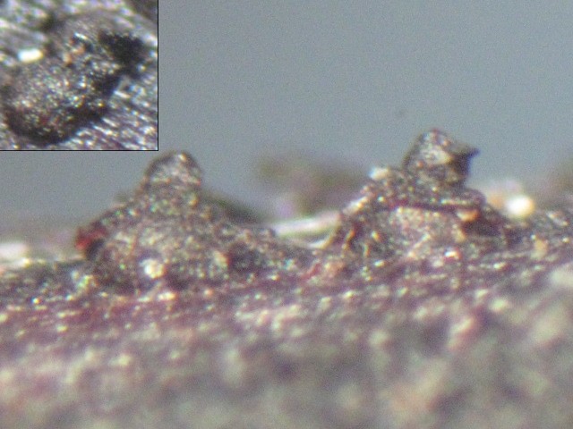 macrostoma