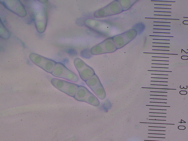 macrostoma