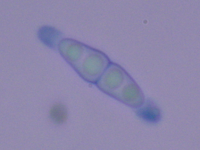 macrostoma