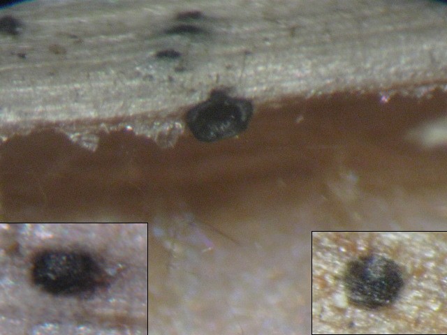 macrostoma