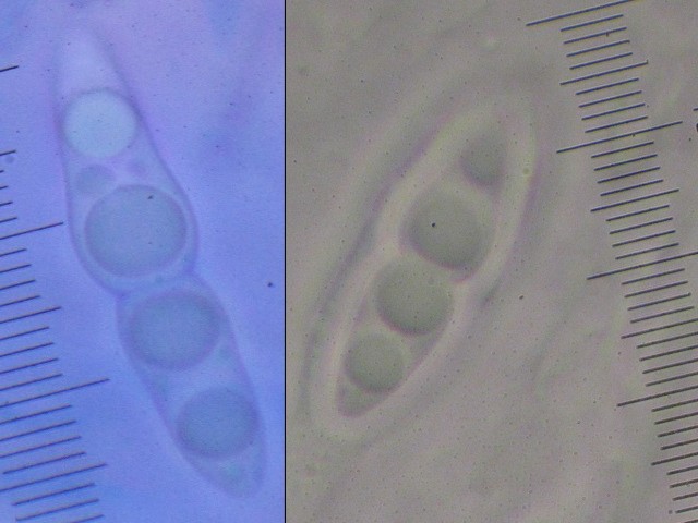 macrostoma