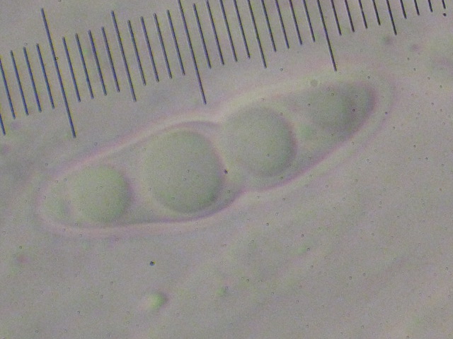 macrostoma