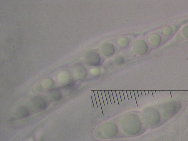 macrostoma